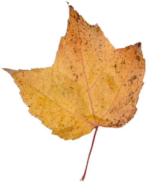Leaf